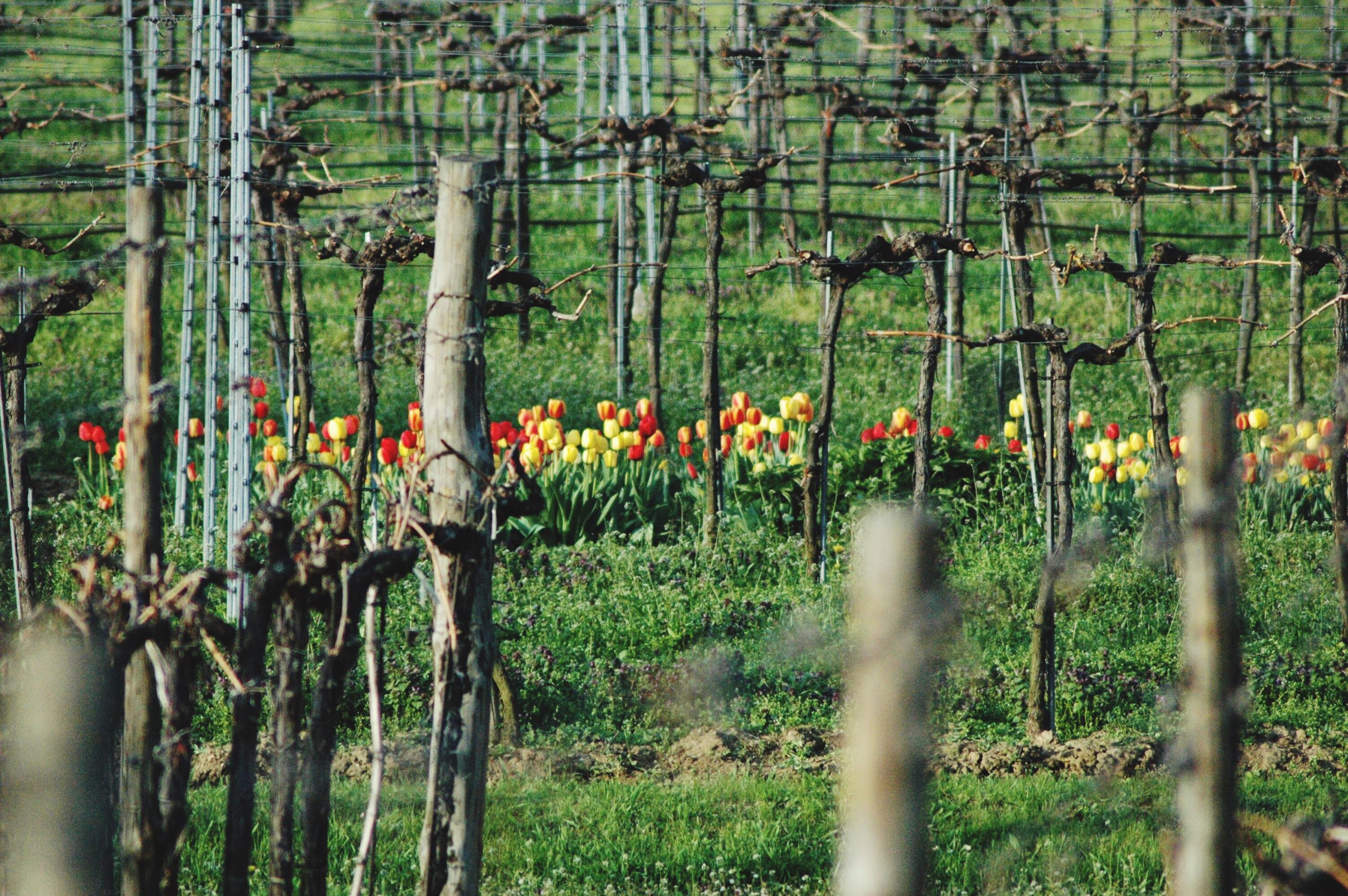 Early tours and activities in Croatia – Gentle new  Sun is calling!