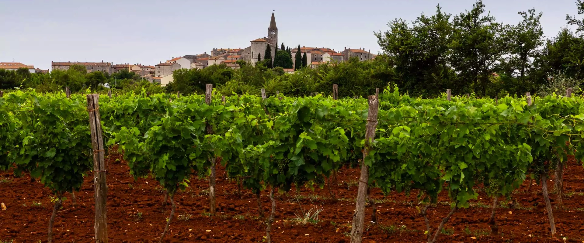 The Finest 8 Authentic Wines Made in Croatia